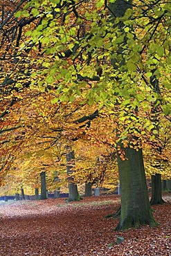 Beech tree (Fagus sylvatica) forest in autumnal colours