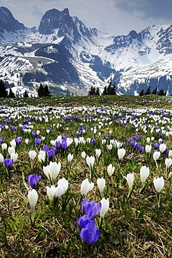 Blooming crocuses (Crocus vernus) near the Gurnigel Pass, the snowy Alps at the back, Bern, Switzerland, Europe