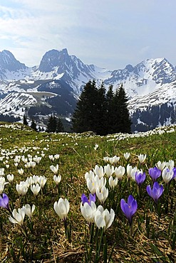 Blooming crocuses (Crocus vernus) near the Gurnigel Pass, the snowy Alps at the back, Bern, Switzerland, Europe