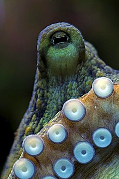 Octopus (Octopus vulgaris), eye and acetabula (suction appendages)