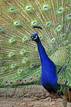 Blue Peacock or Indian Peafowl (Pavo cristatus)