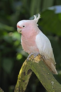 Major Mitchell's Cockatoo also known as Leadbeater's Cockatoo or Pink Cockatoo (Cacatua leadbeateri), rare bird, New South Wales, Australia