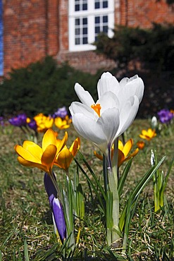 Flowering Dutch or Spring crocuses, croci (Crocus vernus, hybrids)