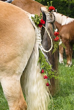 Decorated horse, braided tail, traditional Georgiritt, pilgrimage for St George, at the Penzberg Hubkapelle Chapel, Upper Bavaria, Germany, Europe