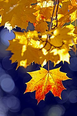 Autum colored Norway Maple leaves (Acer platanoides), backlight