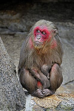 Stump-tailed Macaque (Macaca arctoides)