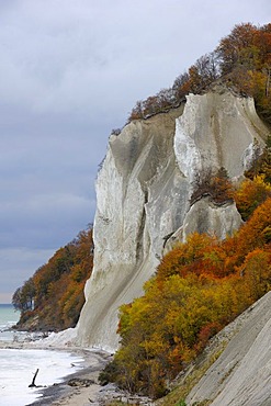 Autumn mood, chalk cliffs and the Baltic Sea, Moensklint, Moen Island, Denmark, Scandinavia, Europe