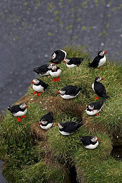 Atlantic Puffins at Cape Dyrholaey in South-Iceland Iceland (Fratercula arctica)