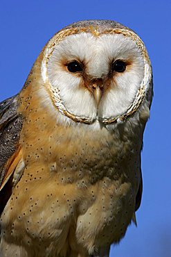 barn owl - portrait (Tyto alba)