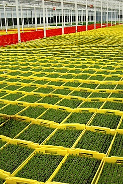 Seedlings in seed boxes in a greenhouse, nursery, Seeland region, Switzerland, Europe