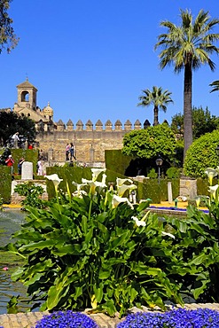 The gardens of Alcazar de los Reyes Cristianos, Alcazar of Catholic Kings, Cordoba, Andalusia, Spain, Europe