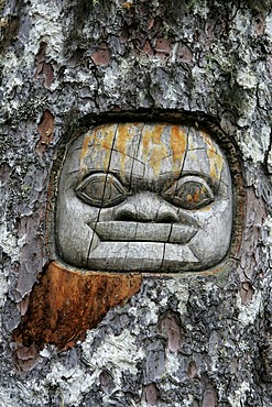 Tree carving in the rain forest in the Glacier Bay National Park, Alaska, USA