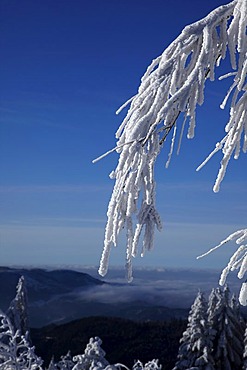 Snow-covered branches in front of a mountain panorama, winter, Black Forest, Baden-Wuerttemberg, Germany, Europe