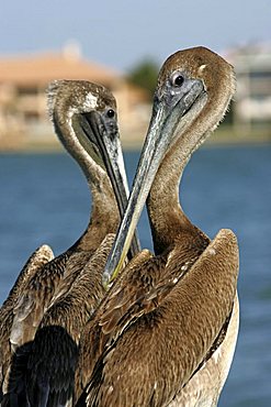 Pelicans (Pelecanidae), Florida, USA