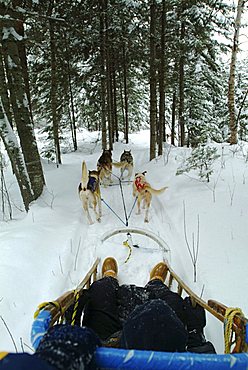 CAN, Canada, Quebec: dogsleds in the forest of Saint-David-de-Falardeau, north of Chicoutimi