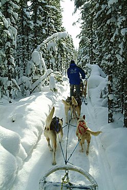 CAN, Canada, Quebec: dogsleds in the forest of Saint-David-de-Falardeau, north of Chicoutimi