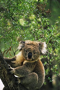 Koala (Phascolarctos cinereus), Koala Conservation Center, Phillip Island, Victoria, Australia