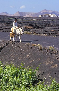 Farmer, old man, riding a donkey, Lanzarote, Canary Islands, Spain, Europe