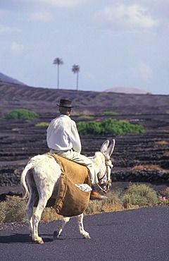 Farmer, old man, riding a donkey, Lanzarote, Canary Islands, Spain, Europe