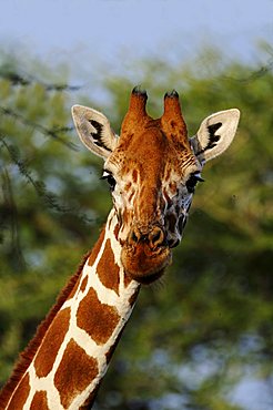 Somali Giraffe or Reticulated Giraffe (Giraffa camelopardalis reticulata), portrait, in the Samburu National Reserve, Kenya, Africa