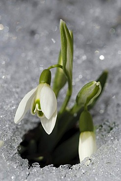 Snowdrops (Galanthus) breaking through the snow covered ground