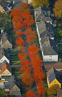 Aerial shot, tree-lined road, Bochum, Ruhr district, North Rhine-Westphalia, Germany, Europe