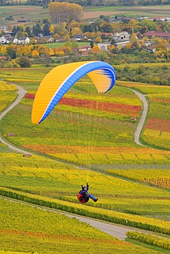 Paragliding over vineyards in autumn, Remstal, Baden-Wuerttemberg, Germany, Europe