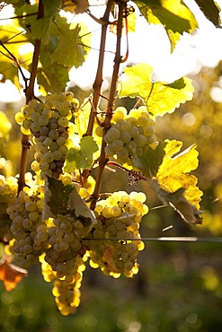 Ripe Riesling grapes shortly before harvest in fall, Rhineland-Palatinate, Germany, Europe