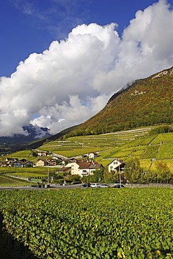 Vineyards, Aigle, Canton of Vaud, Switzerland, Europe