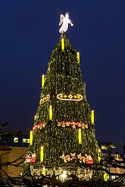 The biggest Christmas tree in the world at the Christmas market in Dortmund, Ruhrgebiet area, North Rhine-Westphalia, Germany, Europe