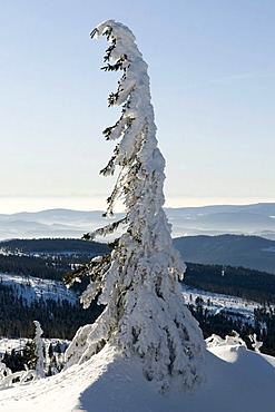 Snow-covered pine trees on the summit plateau of the Grosser Arber, Bavarian Forest Nature Park, Bavaria, Germany, Europe