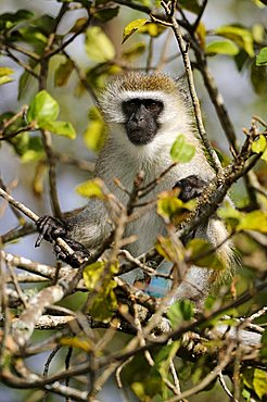 Green Monkey or Callithrix Monkey (Chlorocebus sabaeus), Nairobi National Park, Kenya, East Africa, Africa