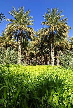 Date palms in the oasis of Tanuf, Hajar al Gharbi Mountains, Dhakiliya Region, Sultanate of Oman, Arabia, Middle East