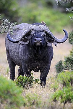 African Buffalo (Syncerus caffer), old bull, rogue, Sweetwater Game Reserve, Kenya, East Africa