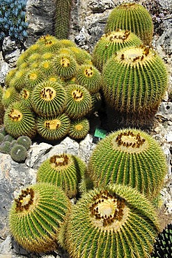 Cushion formation of Golden Barrel Cactus or Mother-in-Law's Cushion (Echinocactus grusonii), Jardin Exotique de Monaco, Botanical Gardens of Monaco, Monaco, Europe