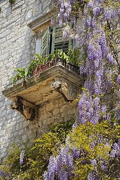 Wisteria growing on a palazzo in the historic town centre of Sibenik, Croatia, Europe