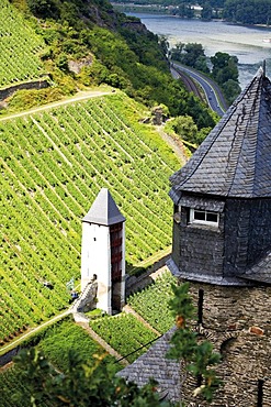 Vineyard near Bacharach, Mittelrheintal valley, Rhineland-Palatinate, Germany, Europe