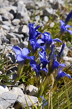 Spring Gentian (Gentiana verna) on Nebelhorn Mountain, Oberstdorf, AAllgaeu, Bavaria, Germany, Europe