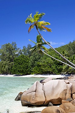 Coconut Palms (Cocos nucifera) and granite rocks on Anse Severe Beach, La Digue Island, Seychelles, Africa, Indian Ocean