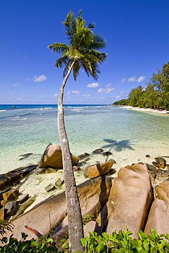 Coconut Palm (Cocos nucifera) and granite rocks by the sea, Anse Severe, La Digue Island, Seychelles, Africa, Indian Ocean