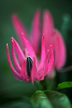 Brazilian Candle (Pavonia multiflora)