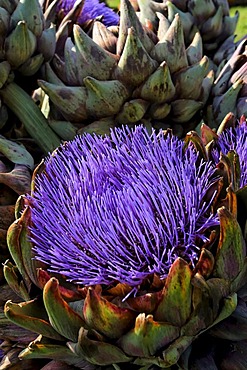 Artichoke flower (Cynara scolymus)