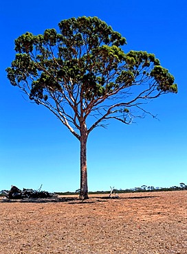 Eucalyptus Salmon Gum Tree (Eucalyptus salmonophloia), Western Australia, Australia