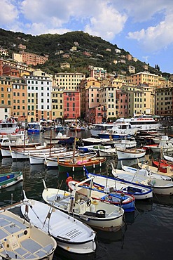 Camogli in the Genoa province, on the Golfo Paradiso at the Riviera di Levante, fishing port, Liguria, Italy, Europe