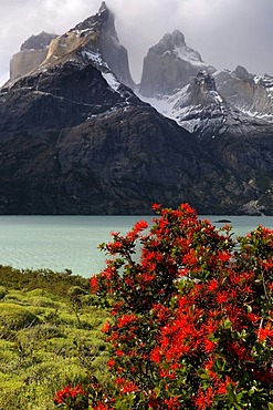 Chilean Firebush (Notro) with Torres del Paine mountains, Patagonia, Chile, South America