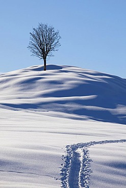 Single tree, winter landscape with fresh snow in the Alpstein massif, Appenzell, Switzerland, Europe