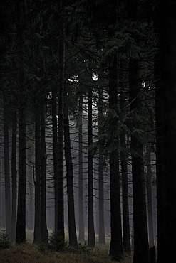 Spruce forest at night, Oberhof, Thuringia, Germany, Europe