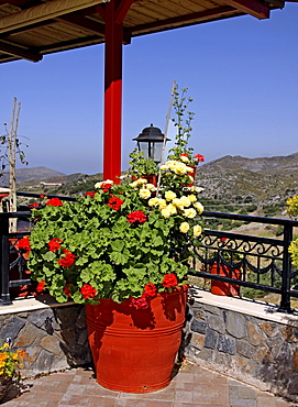 Geraniums, Crete, Greece, Europe