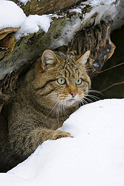 Wildcat (Felis silvestris) looking out of its hiding place in the snow, Bavarian Forest, Bavaria, Germany, Europe