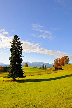 Autumn landscape near Fuessen, Ostallgaeu, Allgaeu, Upper Bavaria, Bavaria, Germany, Europe